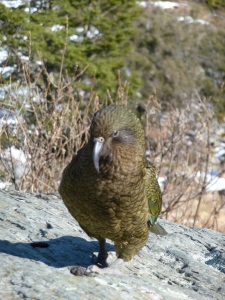 Kea bird seen during our hike to Rob Roy's Glacier (Aspiring National Park)